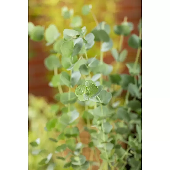 Piardino Eukalyptus Azura - Eucalyptus gunni 'Azura', Topfvolumen: 15 l - Nahaufnahme einer leuchtend grünen Pflanze mit runden Blättern an dünnen Stielen.