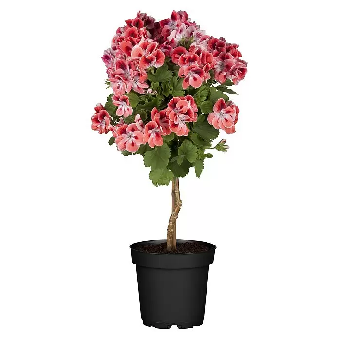 Piardino Englische Geranie - Pelargonium grandiflorum, Topfvolumen: 19 l - Getopfte Standard-Pelargonie mit leuchtend rosa-roten Blüten und grünen Blättern.