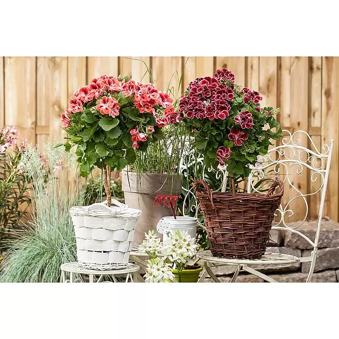 Piardino Englische Geranie - Pelargonium grandiflorum, Topfvolumen: 19 l - Zwei getopfte Geranien-Stämmchen mit rot-orangen und dunkelroten Blüten, in dekorativen Körben auf weißen Gartenstühlen.