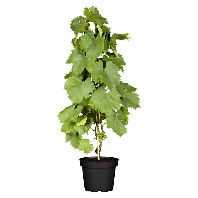 Piardino Weinrebe am Stab (Vitis vinifera, Topfgröße: 20 cm) | BAUHAUS