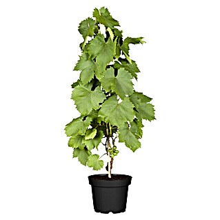 Piardino Weinrebe am Stab (Vitis vinifera, Topfgröße: 20 cm)