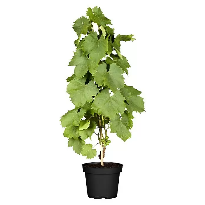Piardino Weinrebe am Stab - Vitis vinifera, Topfgröße: 20 cm - Topf-Weinrebe mit leuchtend grünen Blättern und kleinen, unreifen grünen Trauben in einem schwarzen Topf.