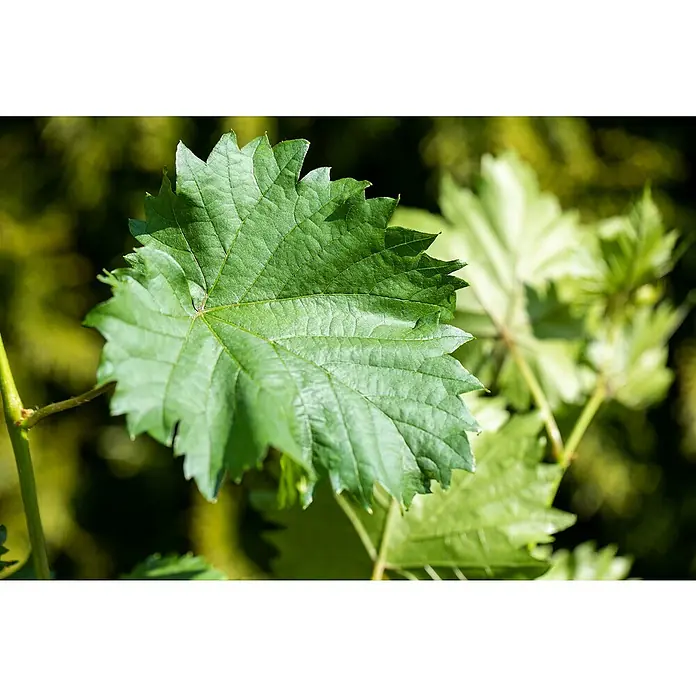Weinrebe - Vitis vinifera, 7 l - Nahaufnahme eines grünen Weinblattes mit gezackten Rändern, das die feinen Details seiner Struktur zeigt.