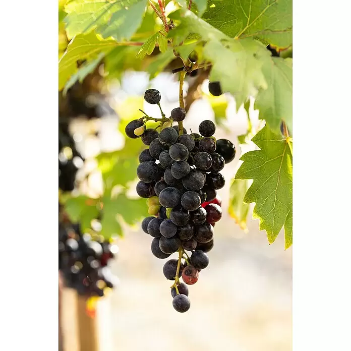 Piardino Weinrebe am Stab - Vitis vinifera, Topfgröße: 20 cm - Nahaufnahme einer dunklen Traube, die an einem Weinstock hängt, mit grünen Blättern im Hintergrund.