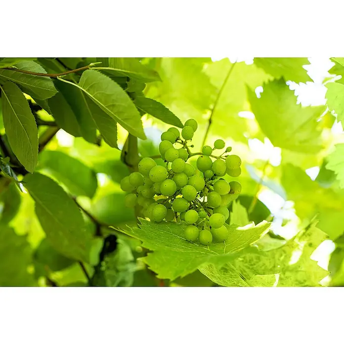 Weinrebe Bonsai - Vitis vinifera, Topfvolumen: 35 l, Aktuelle Wuchshöhe: 140 cm - 160 cm - Unreife grüne Weintrauben hängen zwischen grünen Blättern und warten darauf, in der Sonne zu reifen.