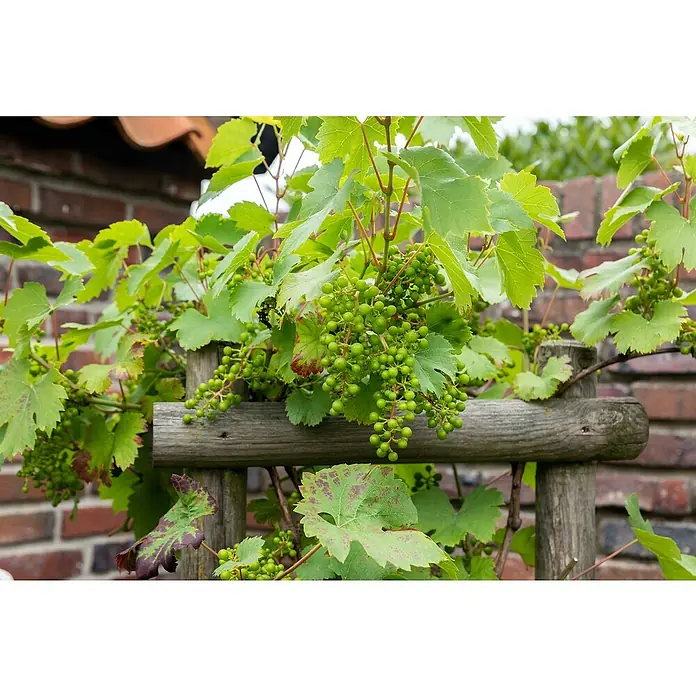 Weinrebe - Vitis vinifera, 7 l - Unreife grüne Trauben hängen an einem Weinstock, der an einem hölzernen Spalier wächst, vor einer Backsteinmauer.