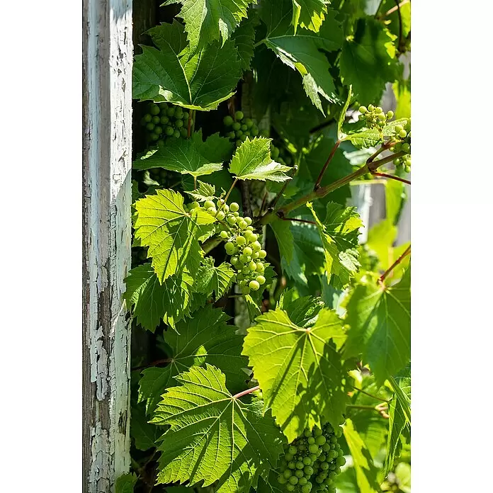 Weinrebe - Vitis vinifera, 7 l - Unreife grüne Weintrauben und Weinblätter an einem verwitterten Holzpfosten im Sonnenlicht.