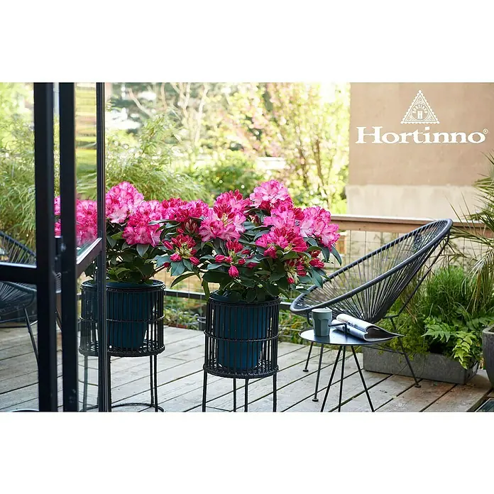 Piardino Rhododendron - Rhododendron Hybride in Sorten, sortenabhängig - Eine Nahaufnahme von zwei üppigen Rhododendren in stilvollen, dunkelgrünen Pflanzgefäßen auf einer Terrasse, die eine entspannte Gartenatmosphäre schaffen.