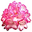 Rhododendron Hybride5 Bernstein