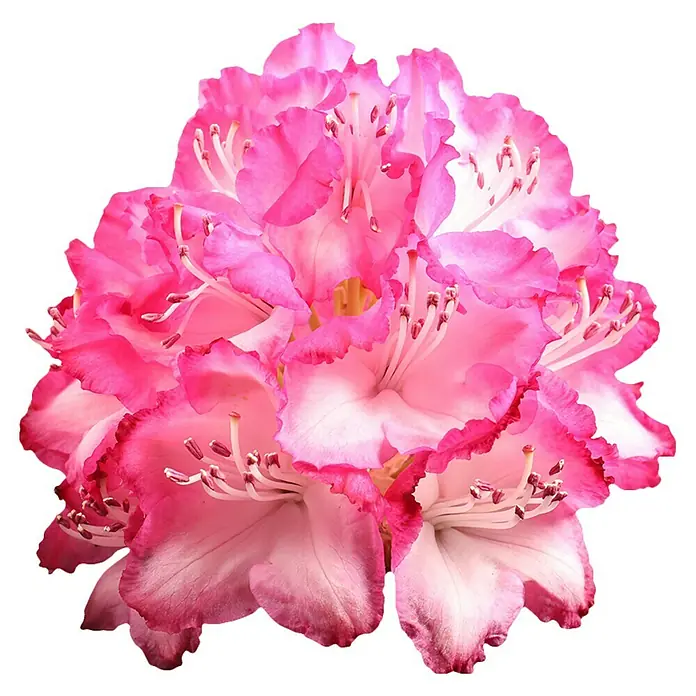 Piardino Rhododendron - Rhododendron Hybride in Sorten, sortenabhängig - Nahaufnahme einer üppigen, rosa Rhododendronblüte mit zarten Blütenblättern und filigranen Staubgefäßen vor schwarzem Hintergrund.