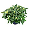 Rhododendron Hybride5 Bernstein