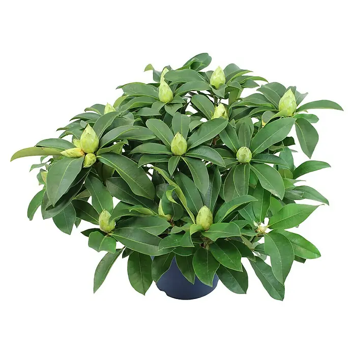 Piardino Rhododendron - Rhododendron Hybride in Sorten, sortenabhängig - Nahaufnahme einer Rhododendronpflanze mit grünen Blättern und noch geschlossenen Blütenknospen in einem dunklen Topf.