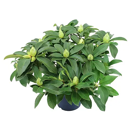 Piardino  Rhododendron