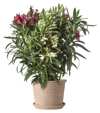 blumenkasten metall zum hängen Balkonkasten aus Zink – Pflanzgefäß mit Haken im Antik-Look main image 0