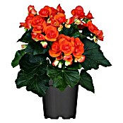 Piardino Begonie (Begonia elatior, Topfgröße: 14 cm, Orange)