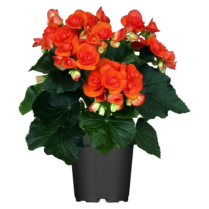 Piardino Begonie - Begonia elatior, Topfgröße: 14 cm, Orange - Eine Topfpflanze mit leuchtend orangefarbenen Begonienblüten und dunkelgrünen Blättern in einem schwarzen Topf.