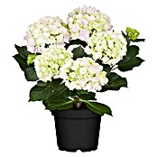 Piardino Bauernhortensie (Hydrangea macrophylla, Topfgröße: 13 cm, Weiß)