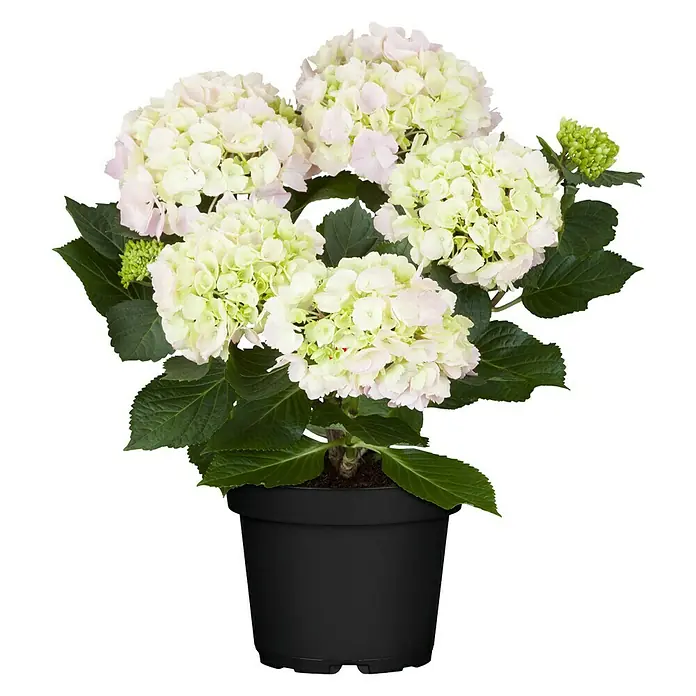 Piardino Bauernhortensie - Hydrangea macrophylla, Topfgröße: 13 cm, Weiß - Ein Topf mit einer wunderschönen, blassrosa Hortensie mit üppigen Blüten und grünen Blättern, die eine elegante Note in jedem Raum verbreiten.
