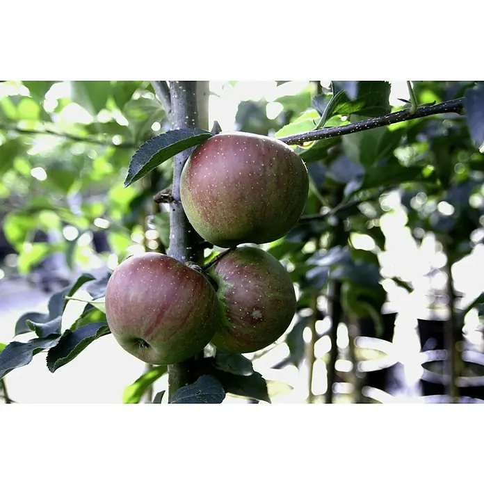Apfelbaum Rubinette - Malus domestica Rubinette, Erntezeit: September - Drei reife Äpfel hängen an einem Ast voller Blätter. Die Äpfel haben eine rötliche Farbe.