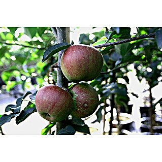 Apfelbaum Rubinette (Malus domestica Rubinette, Erntezeit: September)
