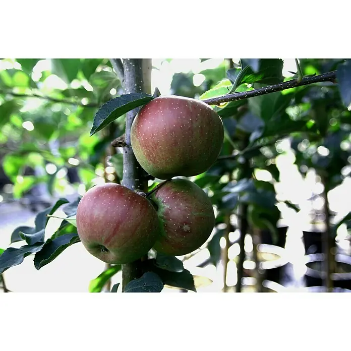 Apfelbaum RubinetteMalus domestica Rubinette, Erntezeit: September - Drei reife Äpfel hängen an einem Ast voller Blätter. Die Äpfel haben eine rötliche Farbe.