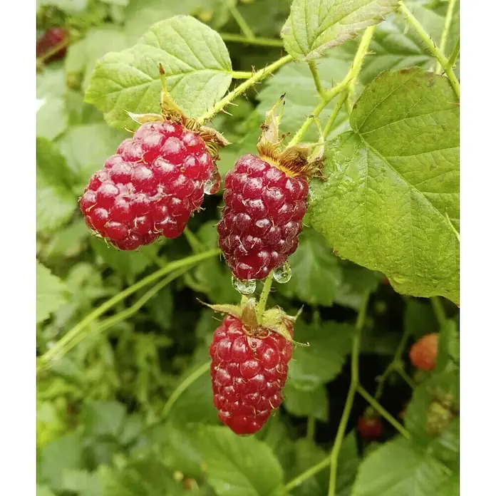 Taybeere Tayberry Buckingham - Rubus fruticosus x idaeus, Erntezeit: Juni - Nahaufnahme von drei reifen, roten Himbeeren, die an einem stacheligen Strauch mit grünen Blättern hängen.