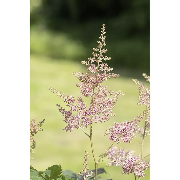 Piardino Japanische Prachtspiere - Astilbe japonica - Nahaufnahme einer Astilbe-Blüte mit zarten rosa Blüten und einem unscharfen, grünen Hintergrund.
