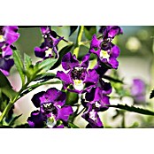 Piardino Angelonie (Angelonia angustifolia, Topfgröße: 13 cm, Violett) | BAUHAUS