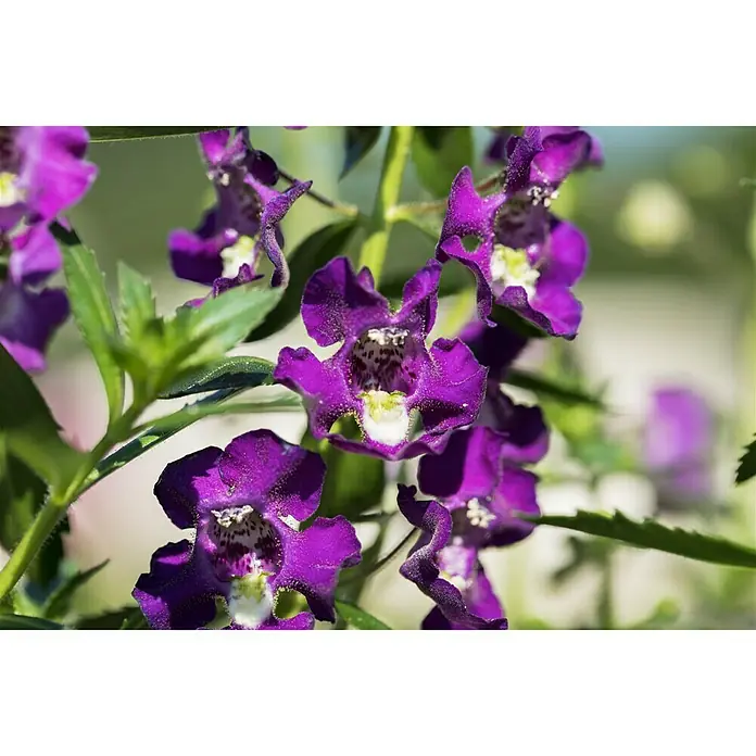 Piardino Angelonie - Angelonia angustifolia, Topfgröße: 13 cm, Violett, Weiß - Nahaufnahme von üppigen, violetten Angelonia-Blüten, die mit weißen Akzenten und grünen Blättern eine lebendige und farbenfrohe Komposition ergeben.