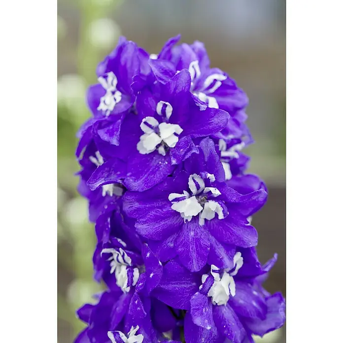 Piardino Rittersporn - Delphinium Hybride, Blau/Lila - Nahaufnahme einer blauen Delphinium-Blume mit weißen Akzenten, die ihre filigranen Blütenblätter und komplizierten Details hervorhebt.