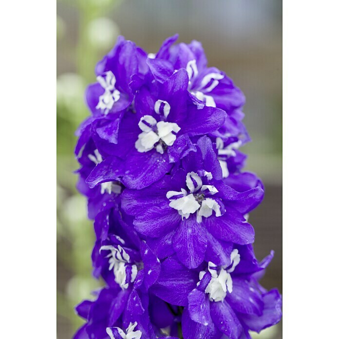 Piardino RitterspornDelphinium Hybride, Blau/Lila Unknown