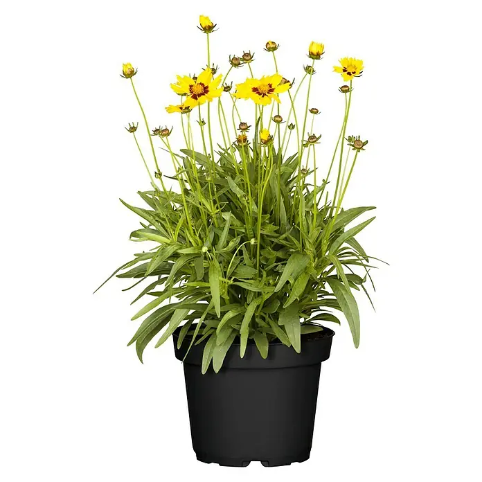 Piardino Großblumiges MädchenaugeCoreopsis grandiflora, Topfgröße: 19 cm, Gelb/Orange