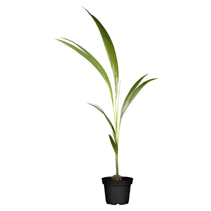 Piardino Planta perenne Nucifera - Tamaño de maceta: 19 cm - Planta joven de cocotero en una maceta negra. La planta tiene hojas verdes y un tronco marrón claro.