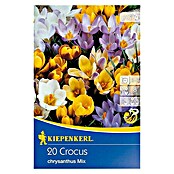 Kiepenkerl Frühlingsblumenzwiebeln Chrysanthus Mix (Crocus chrysanthus, 20 Stk.) | BAUHAUS