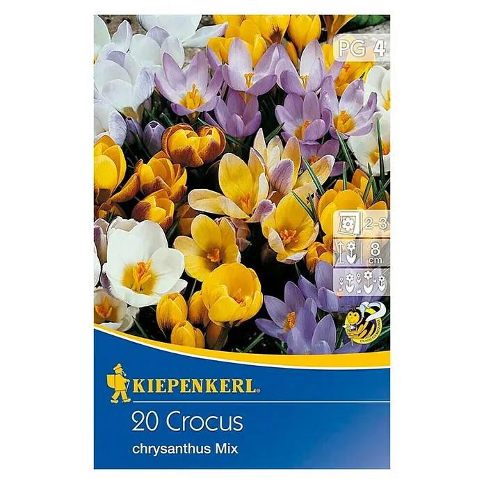 Kiepenkerl Blumenzwiebeln Chrysanthus Mix - Crocus chrysanthus, 20 Stk. - Abbildung einer Kiepenkerl 20 Krokusse Chrysanthus Mischungspackung mit einer lebendigen Mischung aus Krokusblüten in verschiedenen Farben.