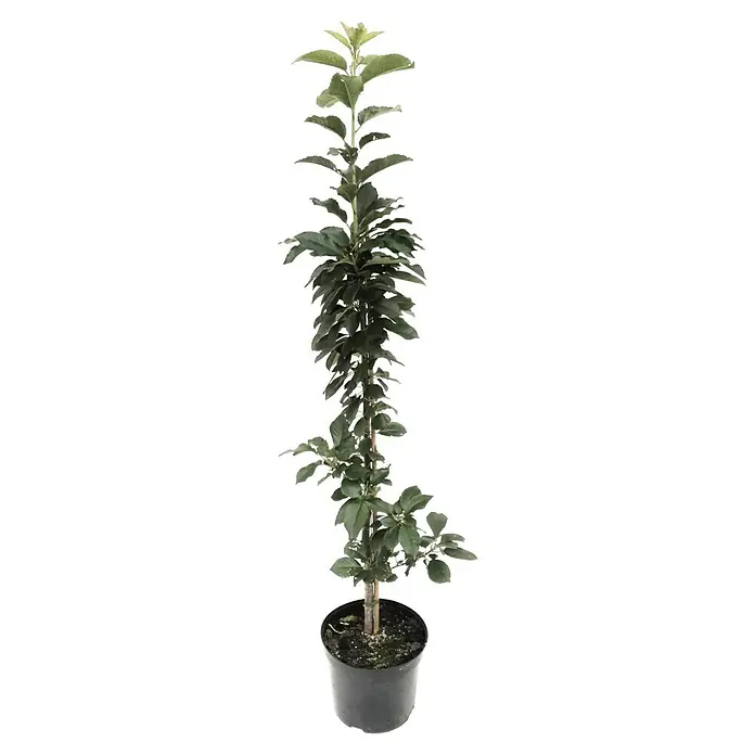 Säulen-Sauerkirschbaum Annabell - Prunus avium, Erntezeit: Juli - Ein junger Zierbaum im Topf, ideal für Garten oder Terrasse, präsentiert sich mit seinen grünen Blättern.