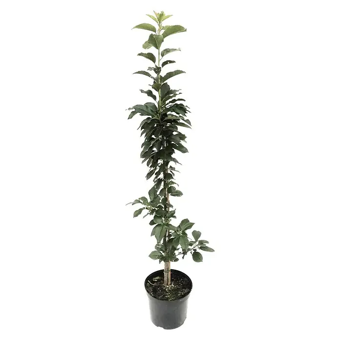 Säulen-Sauerkirschbaum AnnabellPrunus avium, Erntezeit: Juli - Ein junger Zierbaum im Topf, ideal für Garten oder Terrasse, präsentiert sich mit seinen grünen Blättern.