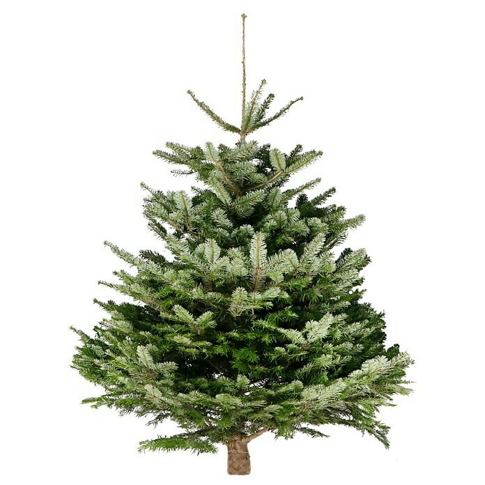 Piardino Weihnachtsbaum Nordmanntanne