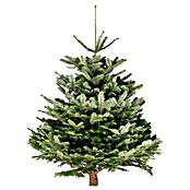 Piardino Nordmann kerstboom (200 - 250 cm, Kerstboom, Gezaagd)
