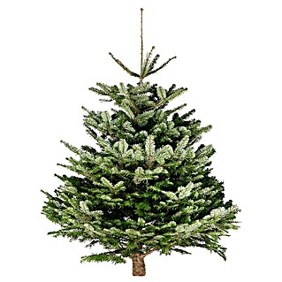 Piardino Nordmann kerstboom (200 cm - 250 cm, Kerstboom, Gezaagd)
