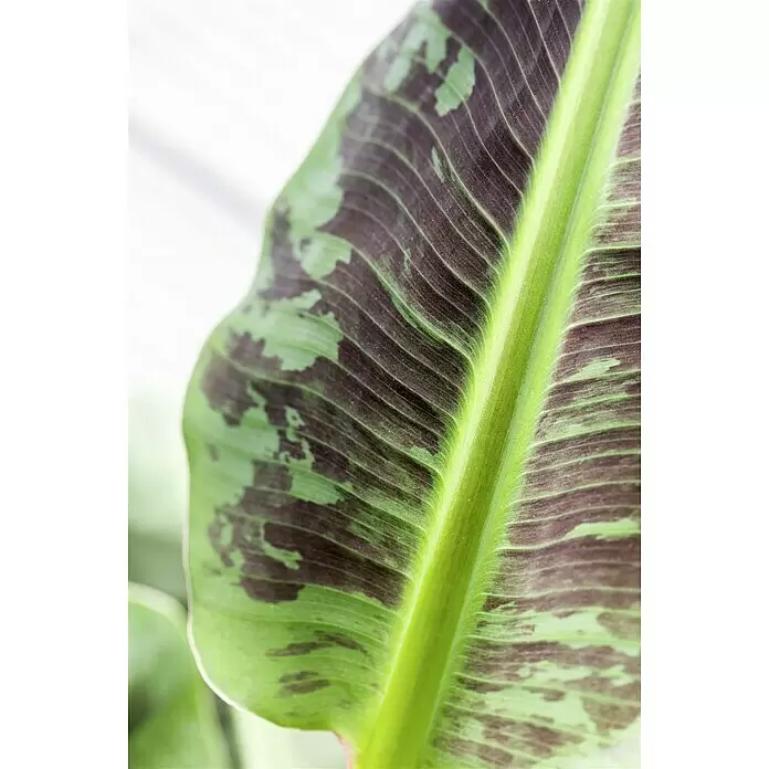 Piardino Bananenstaude - Musa banana in Sorten, 12 cm - Nahaufnahme eines panaschierten grünen Blattes mit dunkellila Mustern und einer prominenten hellgrünen Mittelrippe.