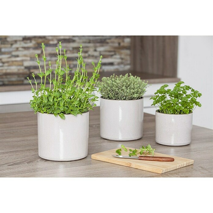 Piardino Pfefferminze Bio (Topfgröße: 12 cm)