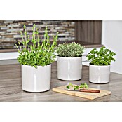 Piardino Pfefferminze Bio (Topfgröße: 12 cm)