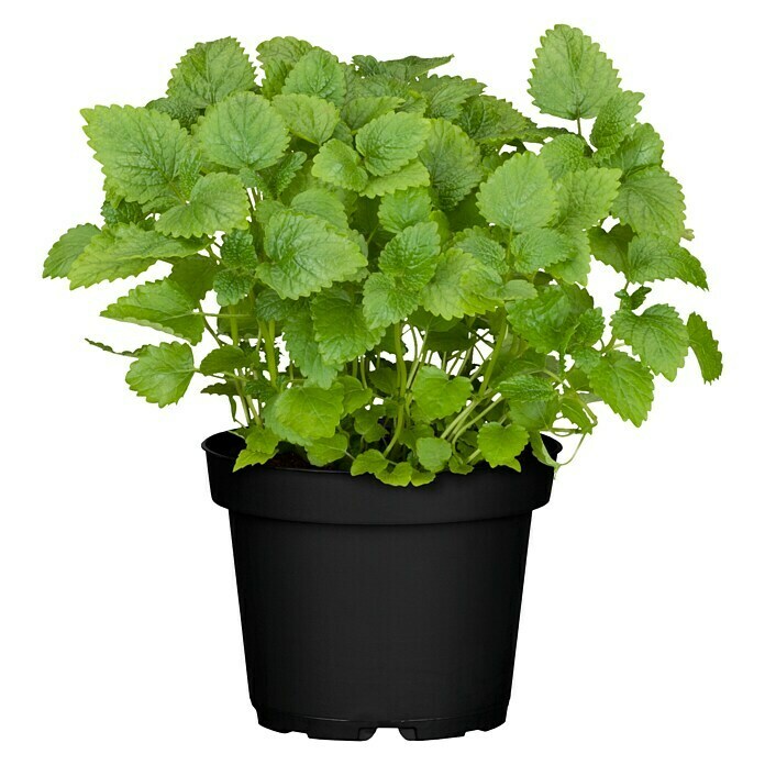 Piardino Zitronenmelisse Bio (Topfgröße: 12 cm)