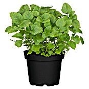 Piardino Zitronenmelisse Bio (Topfgröße: 12 cm)