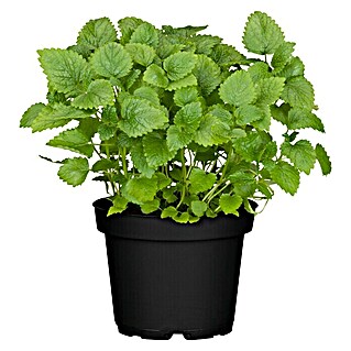 Piardino Bio Zitronenmelisse Bio (Melissa officinalis Relax, Topfgröße: 12 cm)