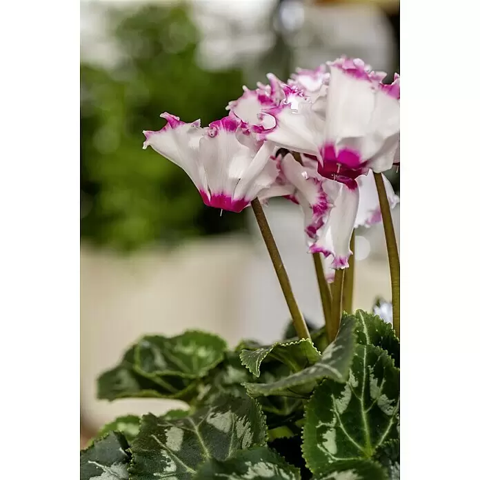 Piardino Zimmer-Alpenveilchen - Cyclamen persicum Victoria, Topfgröße: 12 cm, Dunkelrosa/Weiß - Detailaufnahme