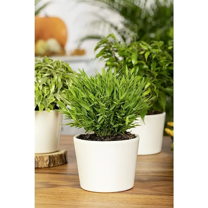 Piardino Zimmerbambus Monica - Pogonatherum panicum 'Monica', Topfgröße: 12 cm - Zimmerbambus in einem weißen Topf auf einem Holztisch, ideal für die Dekoration von Innenräumen und Büros.
