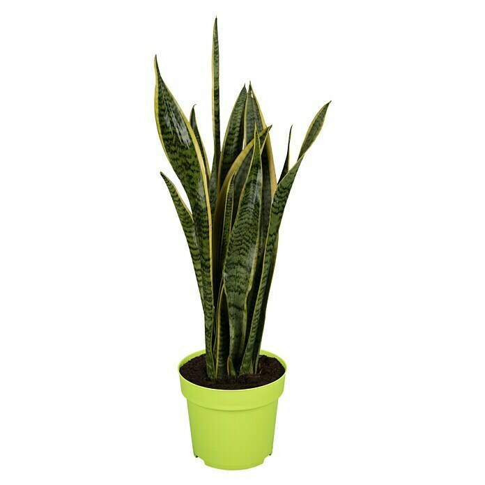 Piardino BogenhanfSansevieria trifasciata, Topfgröße: 17 cm, Blattfarbe: Gelb/Grün Front View