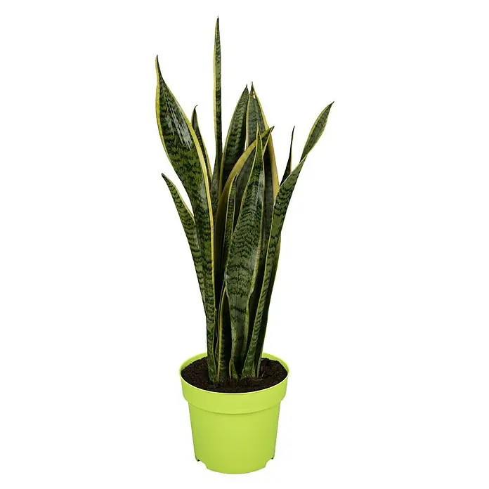 Piardino Bogenhanf - Sansevieria trifasciata, Topfgröße: 17 cm, Blattfarbe: Gelb-Grün - Zimmerpflanze: Eine Sansevieria in einem hellgrünen Topf, perfekt für jeden Raum, der ein bisschen Grün braucht.